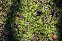 Callitriche marginata