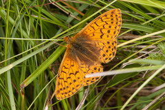 Boloria napaea