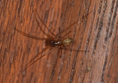 Lepthyphantes leprosus