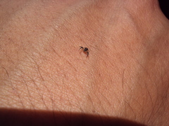 Misumenoides athleticus