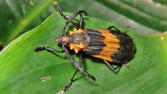 Pteracantha fasciata