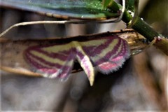 Leptostales laevitaria