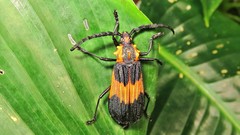 Pteracantha fasciata