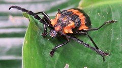 Pteracantha fasciata