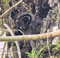 Greater Sooty Owl photo 4