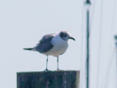 Leucophaeus atricilla