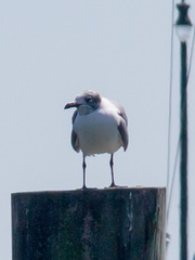 Leucophaeus atricilla