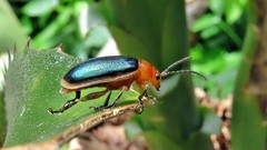 Cacoscelis marginata