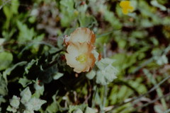 Sphaeralcea lindheimeri