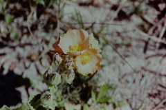 Sphaeralcea lindheimeri
