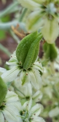 Veratrum insolitum