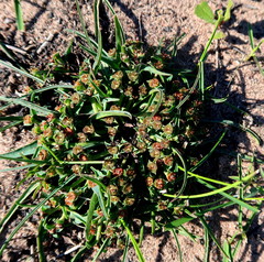 Euphorbia silenifolia