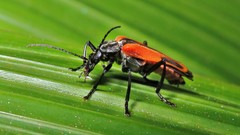 Psilorrhynchus abdominalis