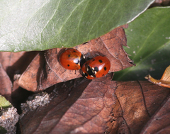 Coccinella septempunctata