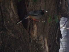 Turdus plumbeus