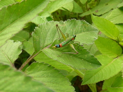 Paramastax rosenbergi