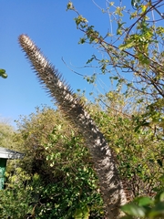 Pachypodium baronii