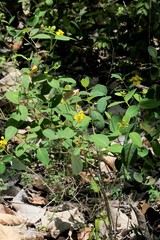 Stigmaphyllon paralias