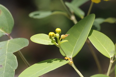 Stigmaphyllon paralias