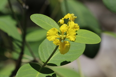 Stigmaphyllon paralias