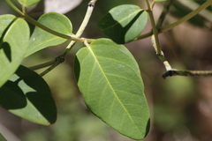 Stigmaphyllon paralias