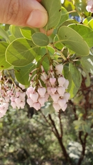 Arctostaphylos viscida viscida