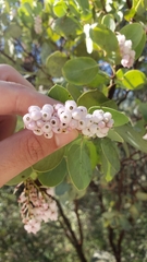 Arctostaphylos viscida viscida