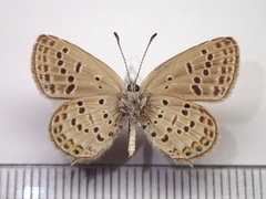Tongeia fischeri japonica