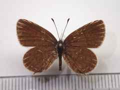 Tongeia fischeri japonica