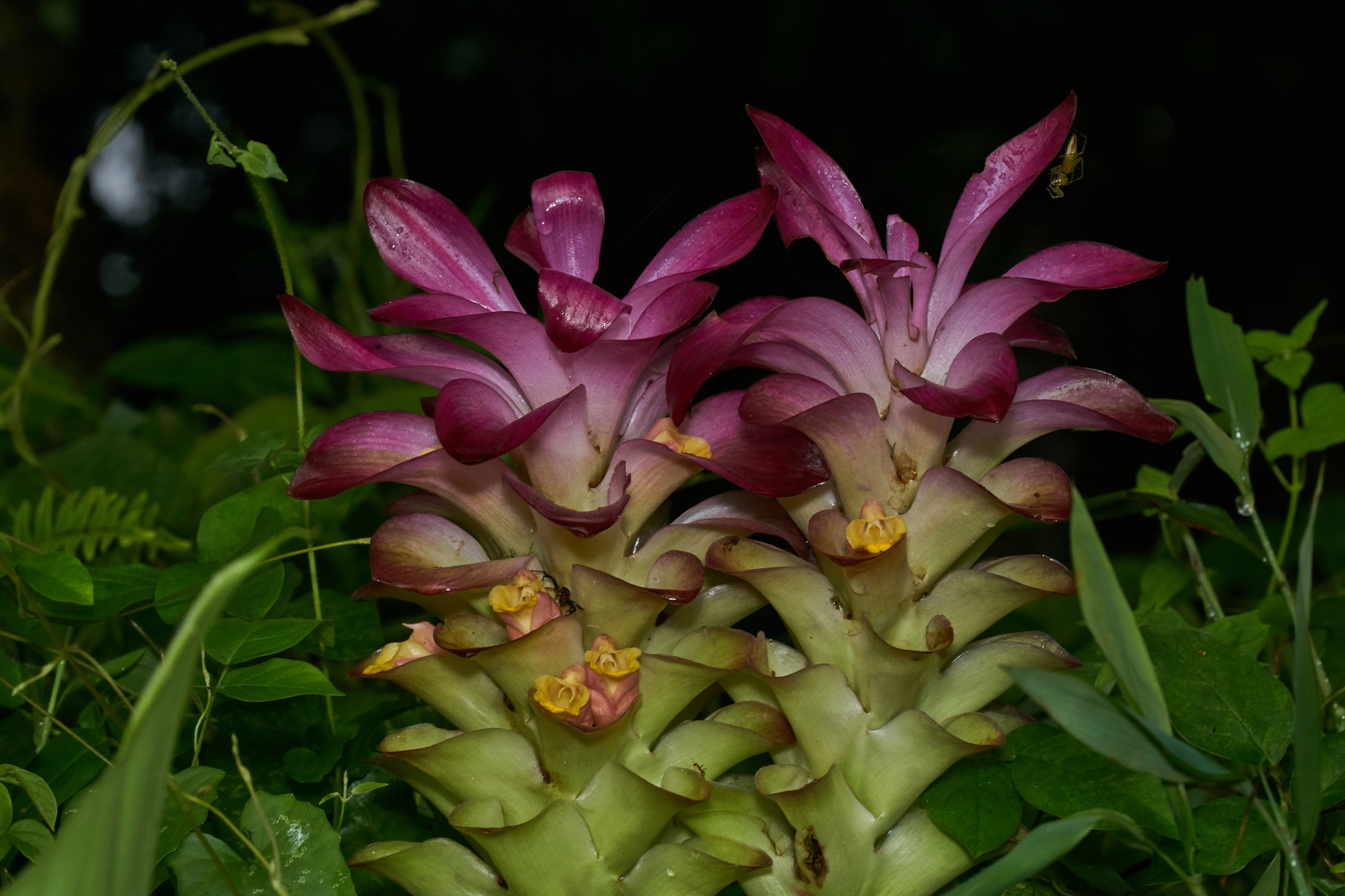 Curcuma angustifolia