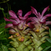 Curcuma angustifolia - Photo (c) Jeevan Jose
, alguns direitos reservados (CC BY-SA)