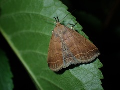 Pechipogo plumigeralis