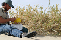 Swallenia alexandrae