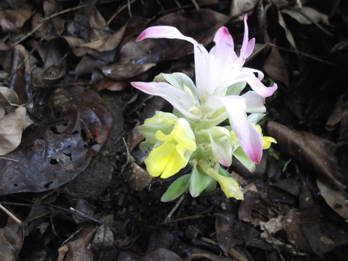 Nilgiri Turmeric (Curcuma neilgherrensis)
