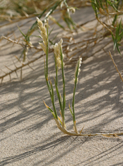 Swallenia alexandrae