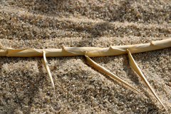 Swallenia alexandrae