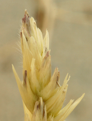 Swallenia alexandrae