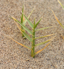 Swallenia alexandrae