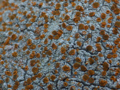 Brigantiaea leucoxantha