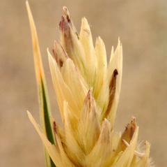 Swallenia alexandrae