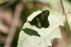 Catasticta flisa flisa