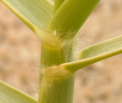 Swallenia alexandrae