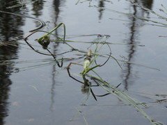 Sparganium angustifolium
