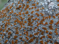 Brigantiaea leucoxantha