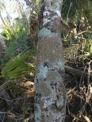 Brigantiaea leucoxantha