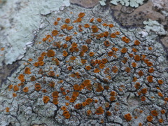 Brigantiaea leucoxantha