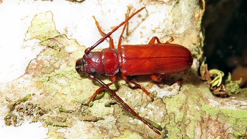 Hephialtes ruber