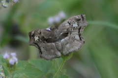 Quadrus lugubris lugubris