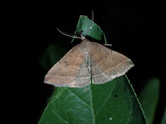 Pechipogo plumigeralis