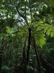 Cyathea phalerata